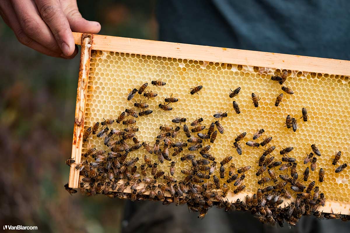 Peterson Farm Apiary