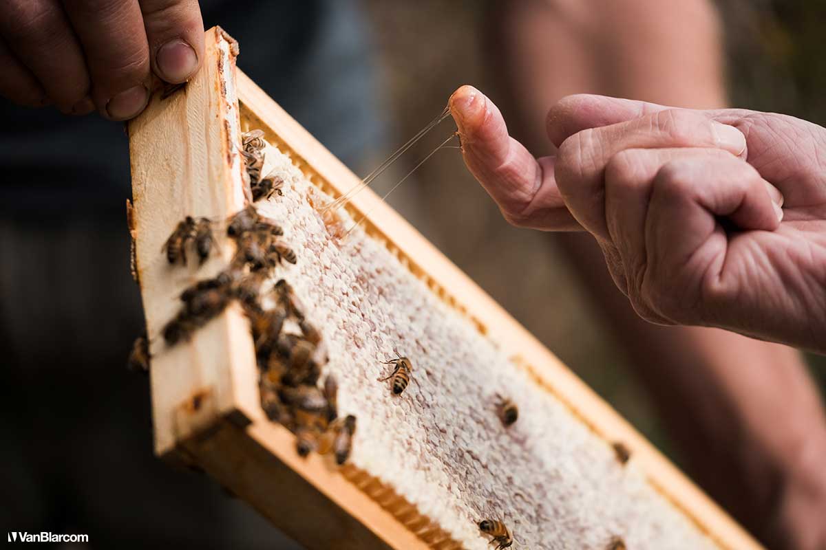 Peterson Farm Apiary