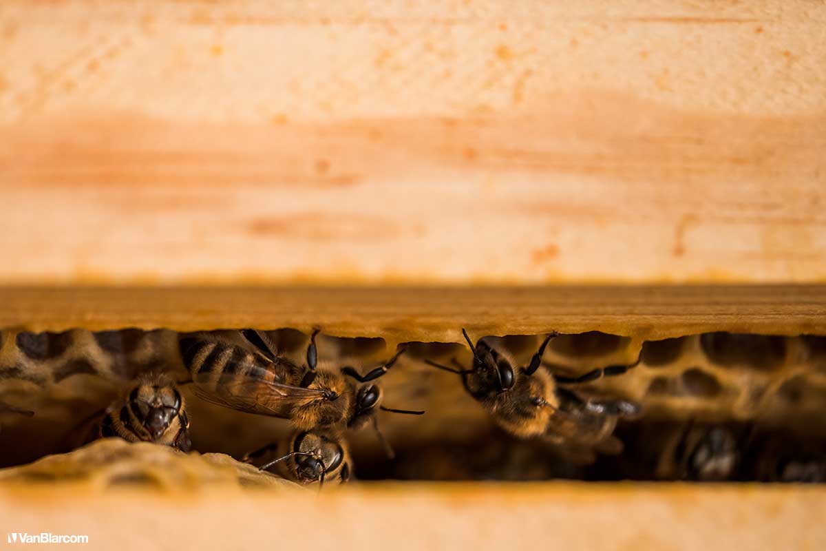 Peterson Farm Apiary