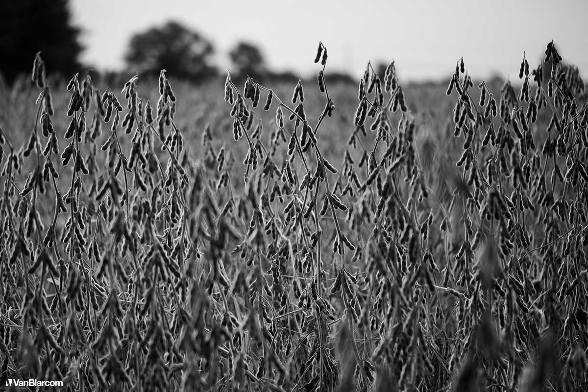 Peterson Farm Apiary