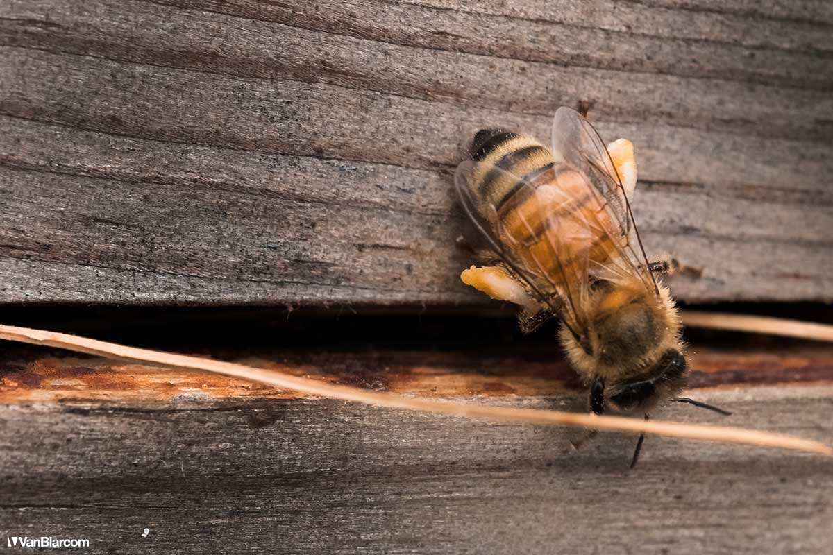 Peterson Farm Apiary