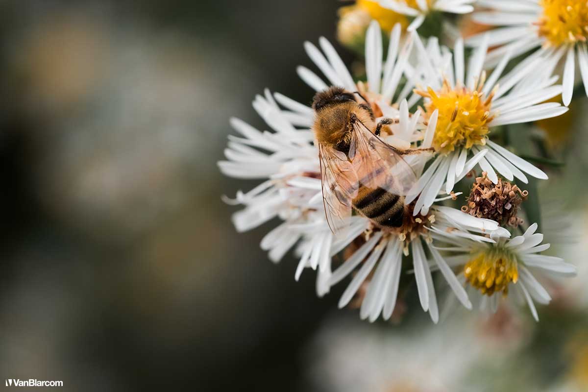 Peterson Farm Apiary
