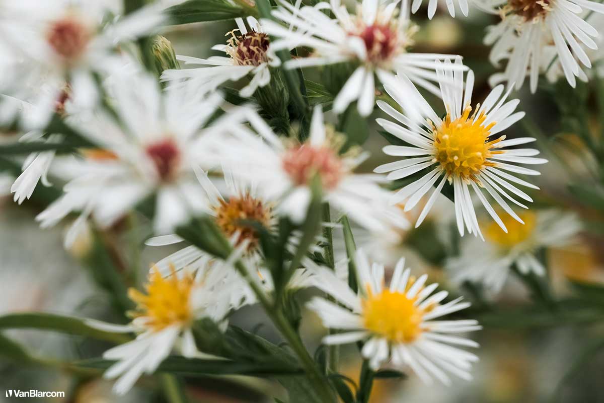 Peterson Farm Apiary