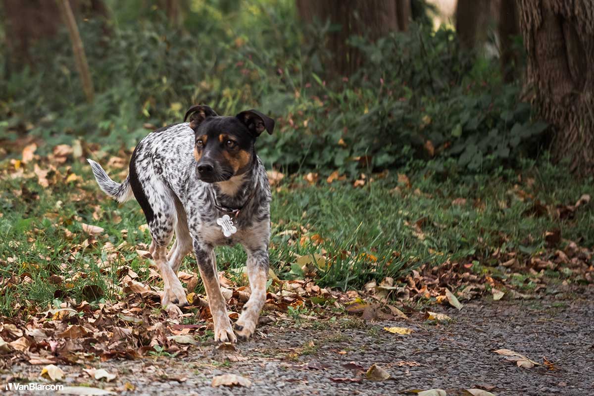 Peterson Farm Apiary